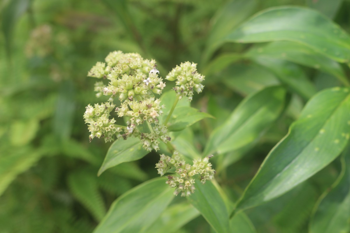 Hedyotis fruticosa L.